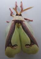 Image of Luna Moth