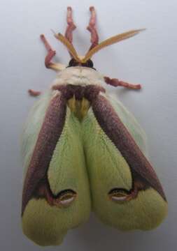 Image of Luna Moth