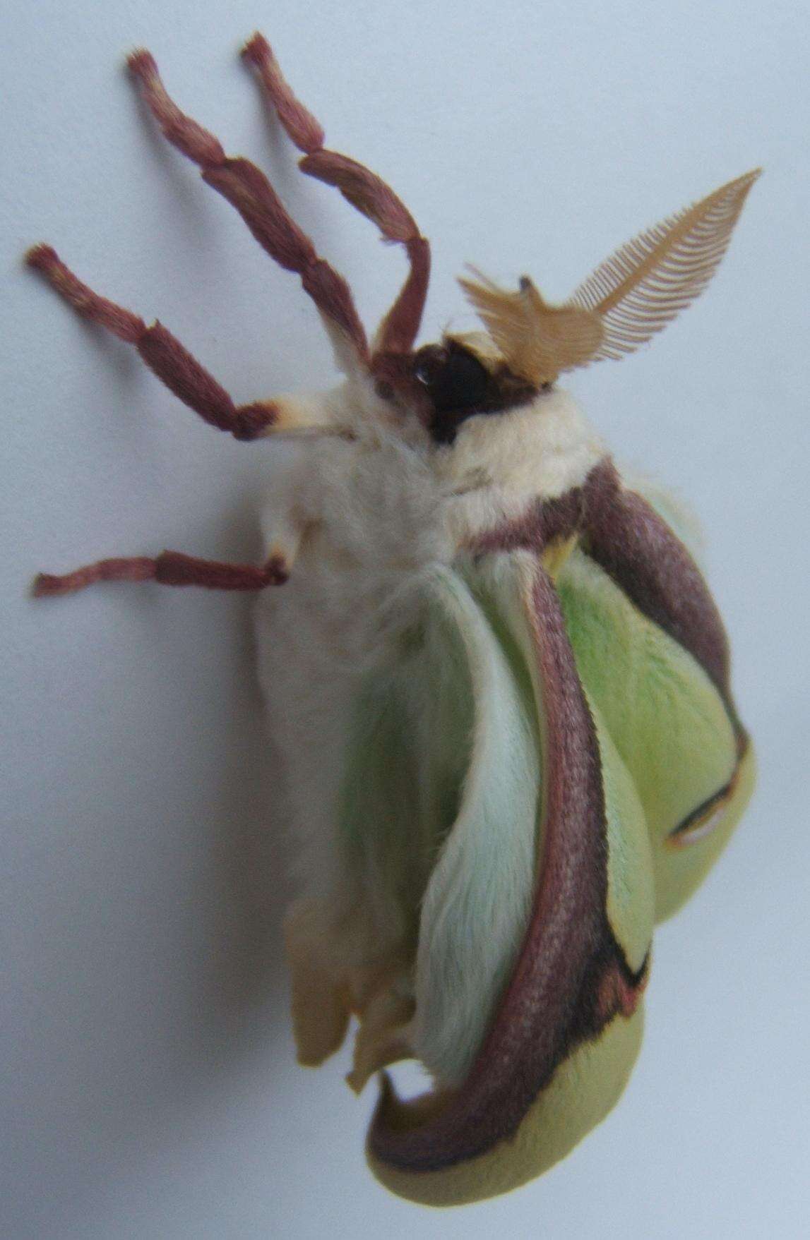 Image of Luna Moth