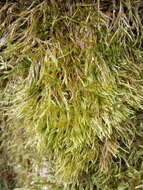 Image of callicladium moss