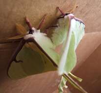 Image of Luna Moth