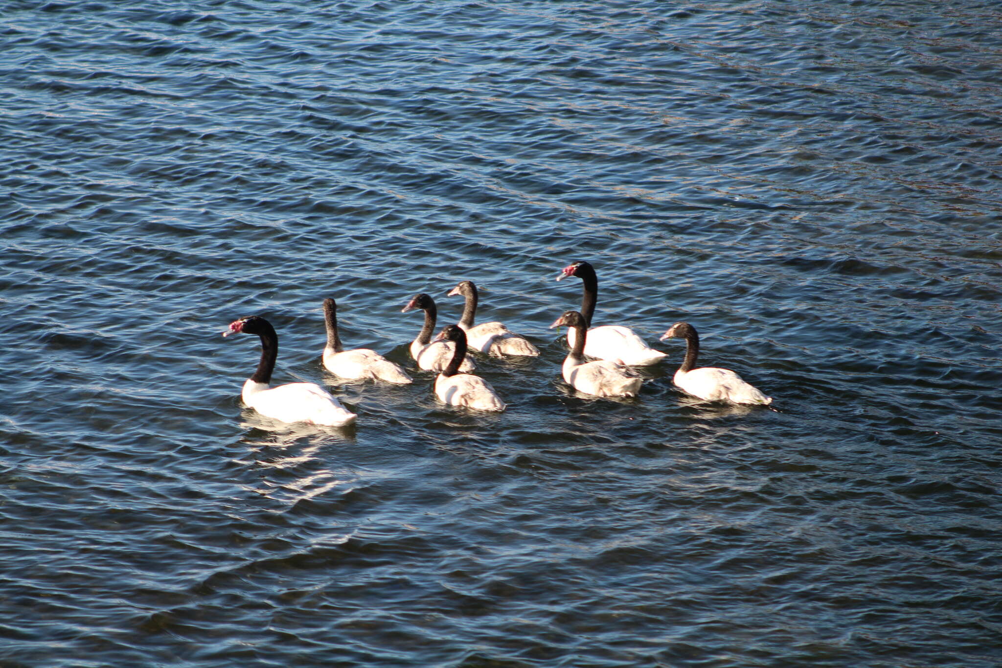 Imagem de Cisne-de-pescoço-preto