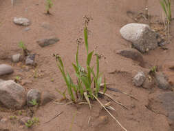 Image of Wahlenberg's Wood-Rush