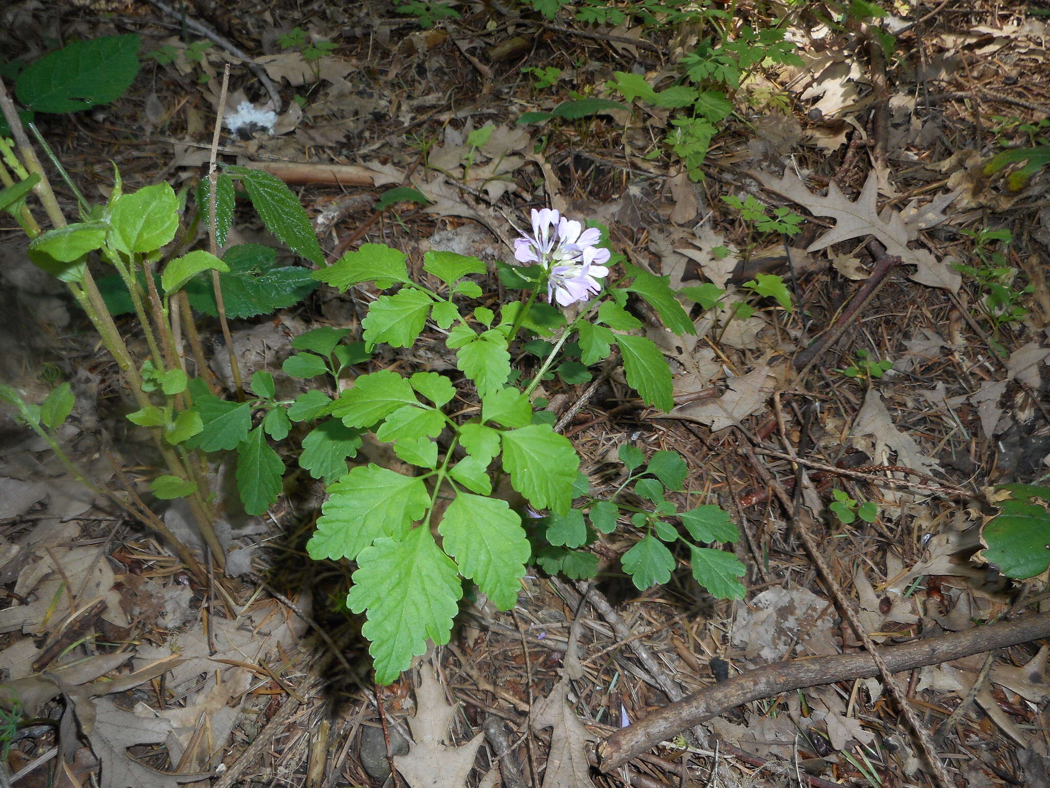 Plancia ëd Cardamine chelidonia L.