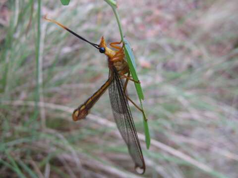 Image of Nymphes myrmeleonides