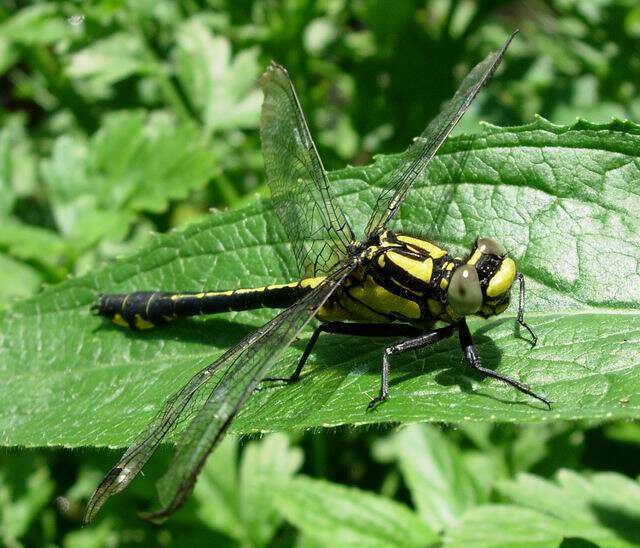 Image of Club-tailed Dragonfly