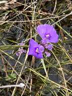 Image of Utricularia beaugleholei R. J. Gassin