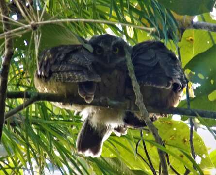 Image of White-throated Screech Owl