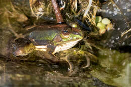 Image of Pseudinae Fitzinger 1843