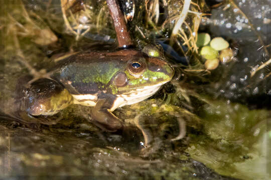 Imagem de Pseudinae Fitzinger 1843