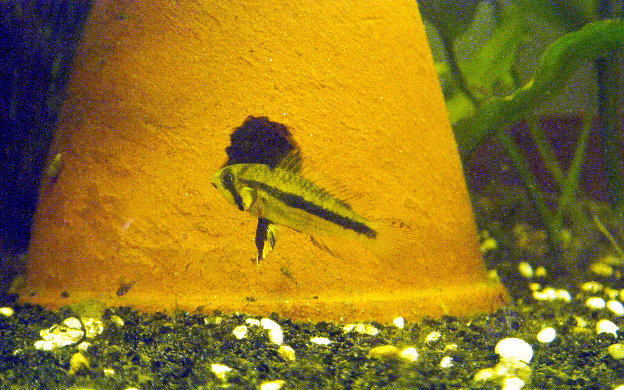 Image of Cockatoo Dwarf Cichlid