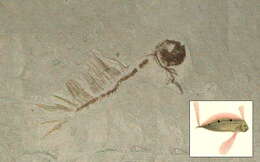 Image of ribbonfishes