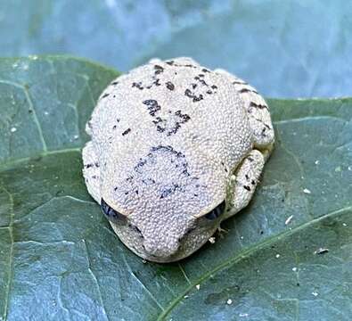 Image of Uluguru forest tree frog