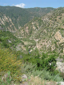 Image of coastal sagebrush