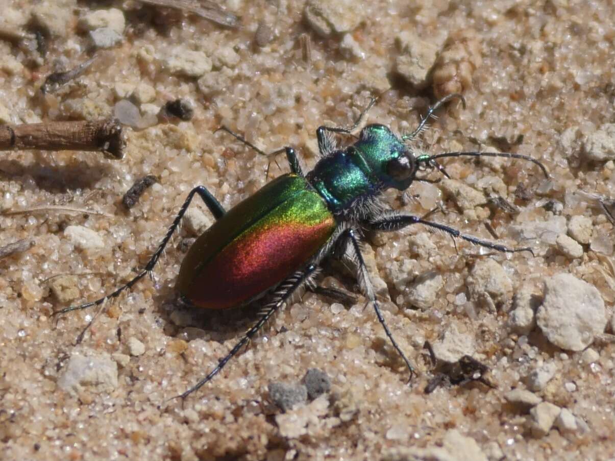 Image of Cicindela (Cicindela) scutellaris scutellaris Say 1823