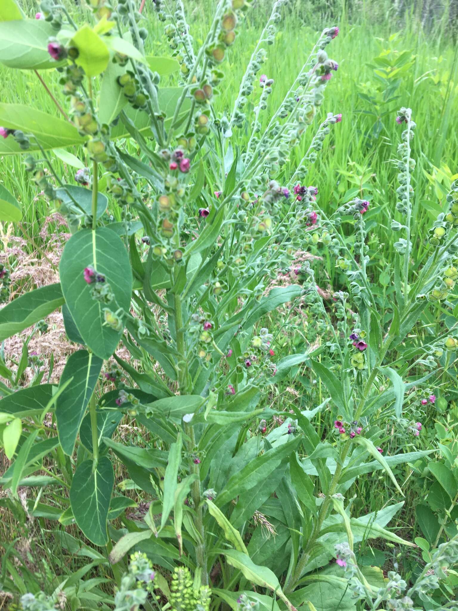 Image of blue hound's tongue