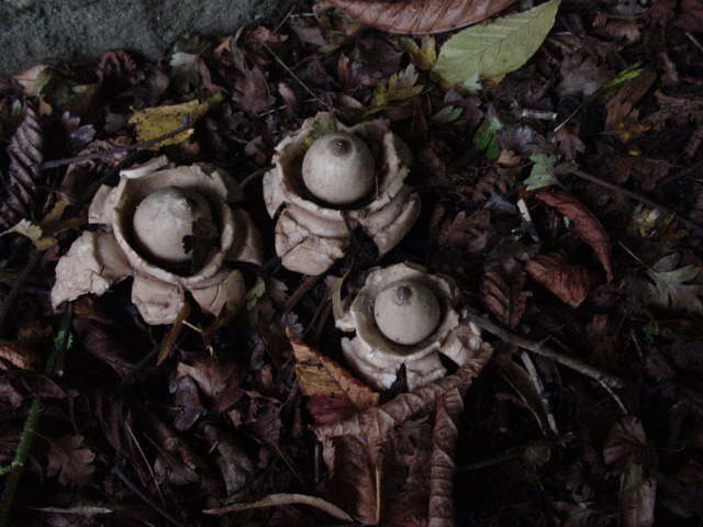 Plancia ëd Geastrum triplex Jungh. 1840