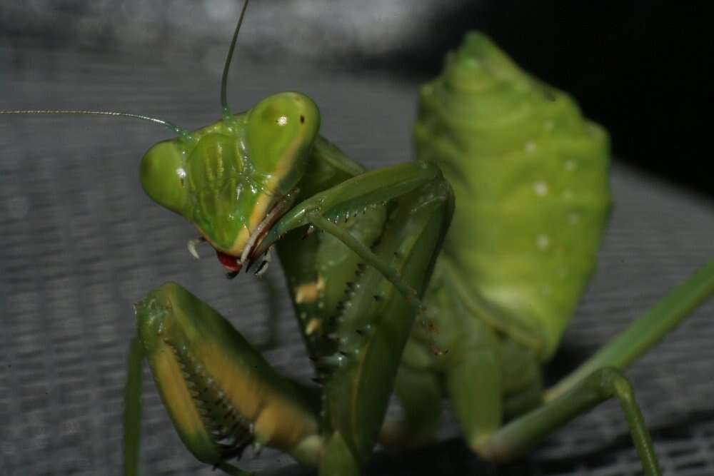 Image of African mantis