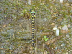 Image of golden-ringed dragonfly