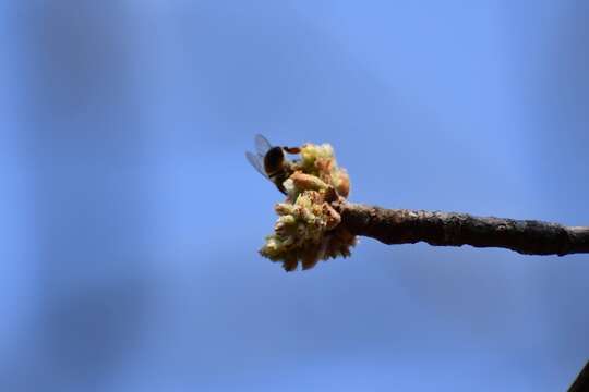 Image of Bursera excelsa (Kunth) Engl.