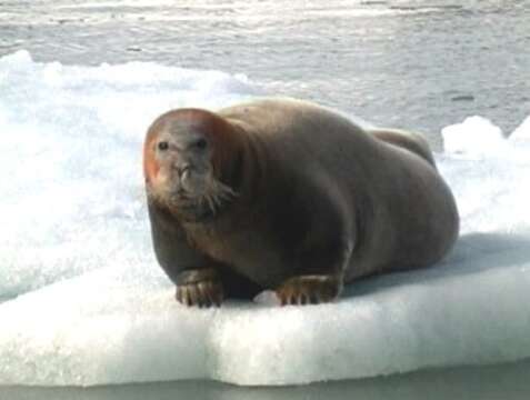 Image of bearded seal