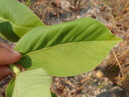 Jatropha elliptica (Pohl) Oken的圖片