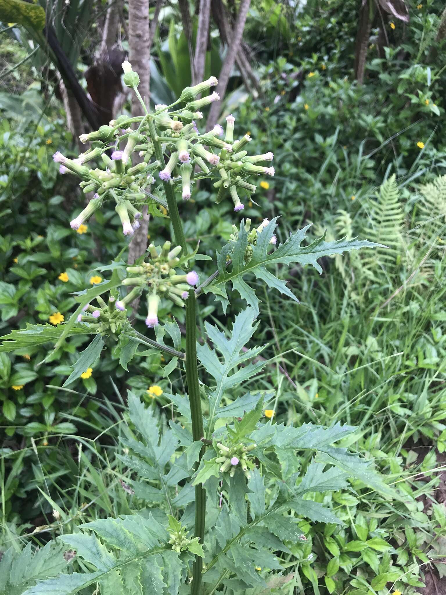 صورة Erechtites valerianifolius (Wolf ex Rchb.) DC.