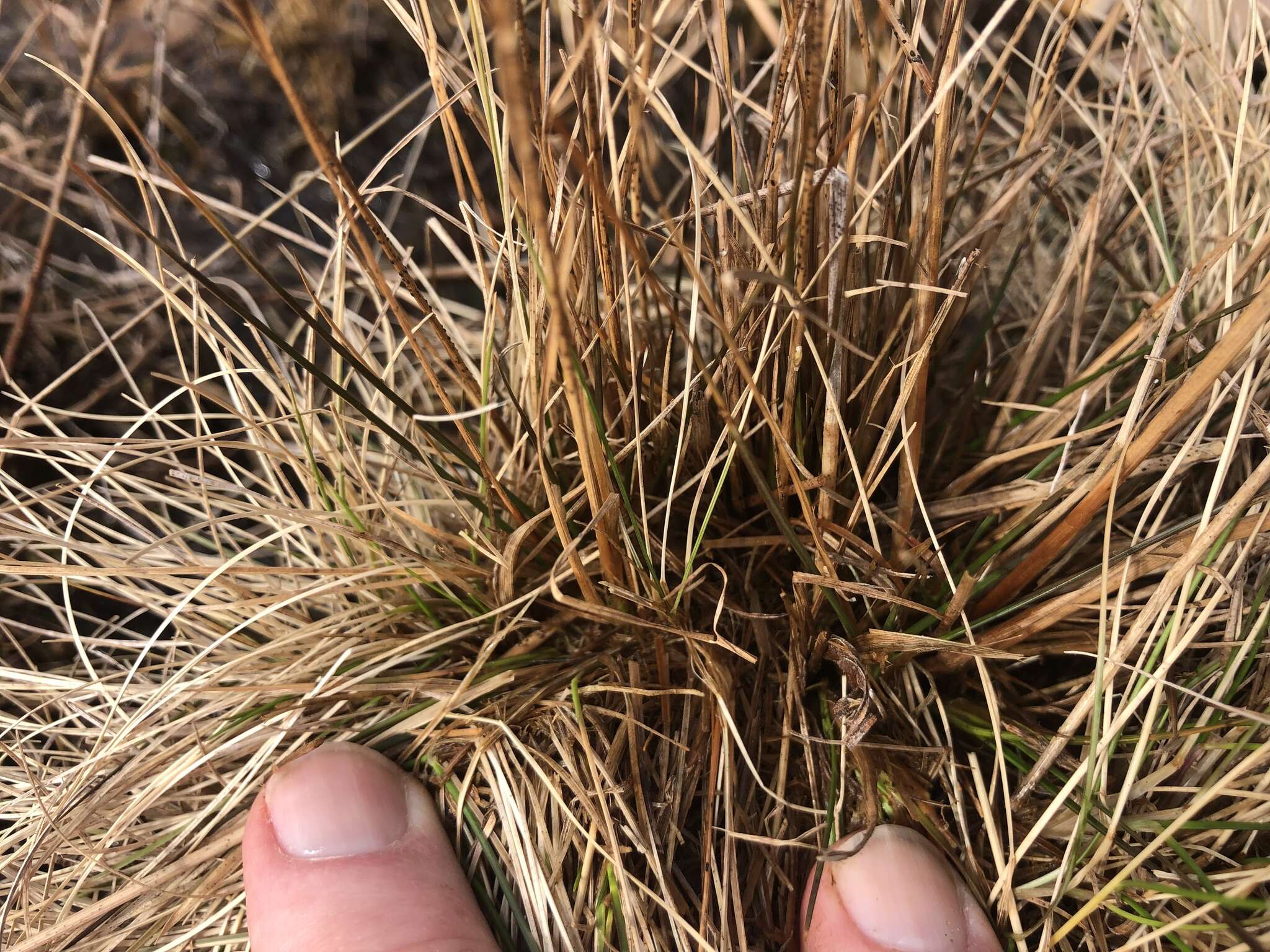 Слика од Juncus anthelatus (Wiegand) R. E. Brooks