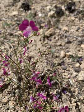 Image of Baja California ipomopsis