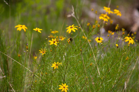 Image of woodland tickseed