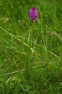 صورة Anacamptis pyramidalis (L.) Rich.