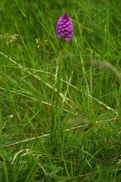 صورة Anacamptis pyramidalis (L.) Rich.