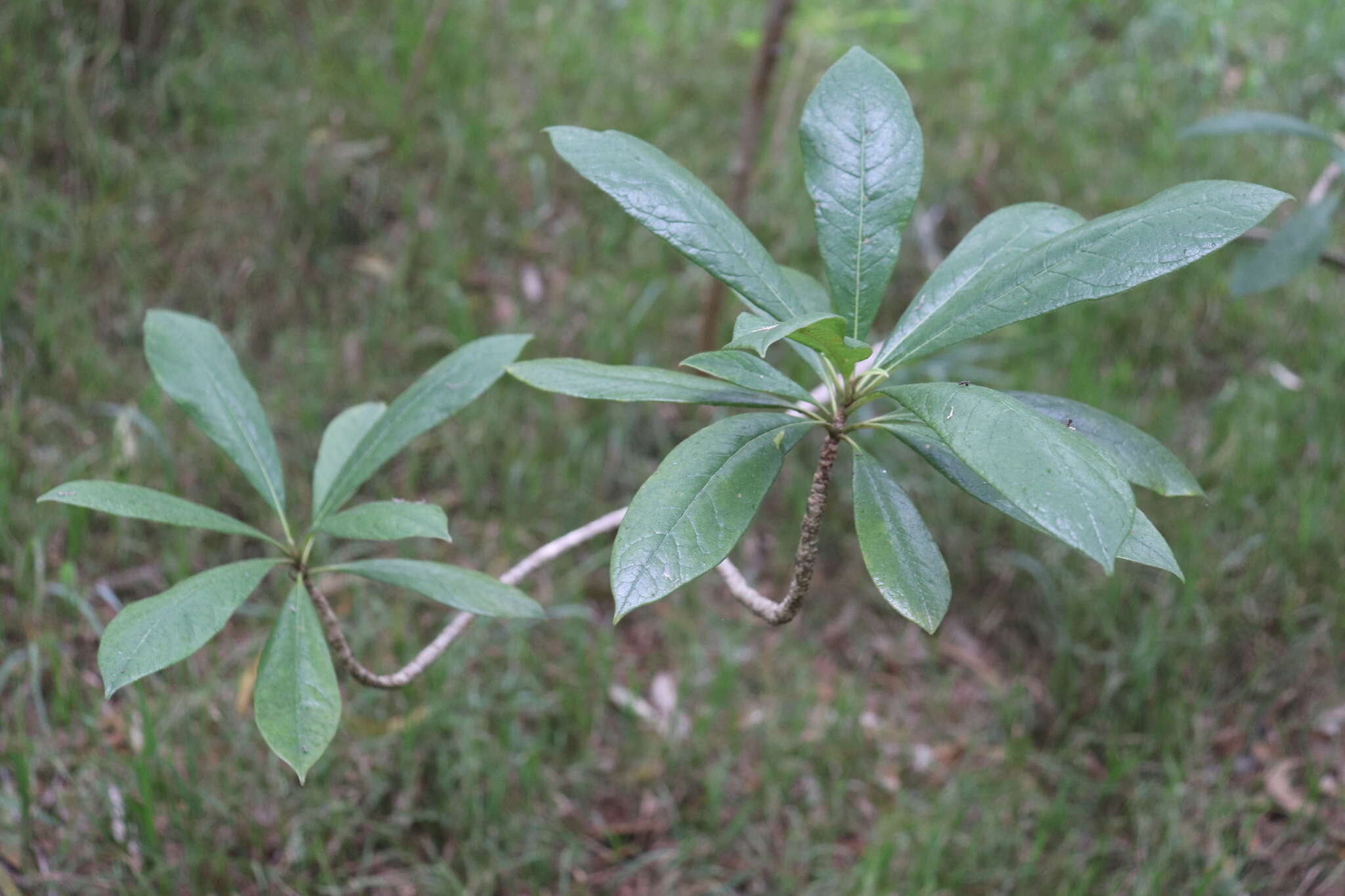 صورة Pittosporum hosmeri Rock