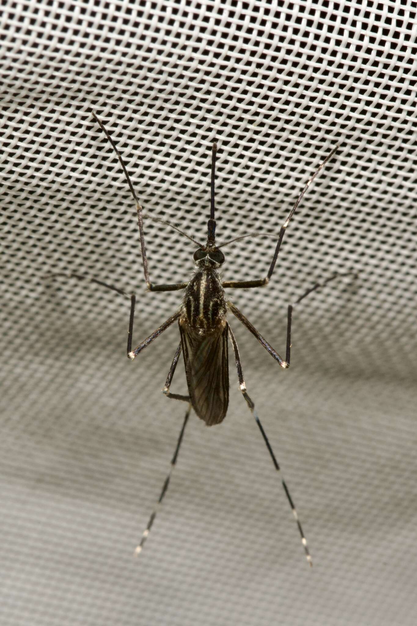 Image of Aedes koreicus (Edwards 1917)