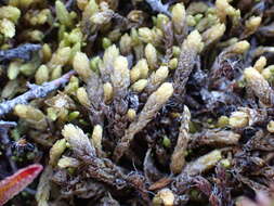 Image of turgid aulacomnium moss