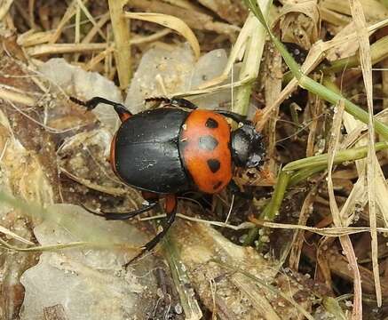 Imagem de Canthon quinquemaculatus Castelnau 1840