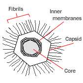 Plancia ëd Mimivirus