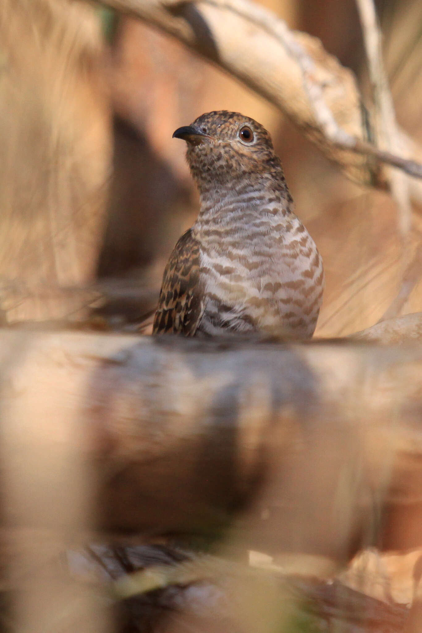 Image of Brush Cuckoo