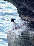 Image of Lesser auk