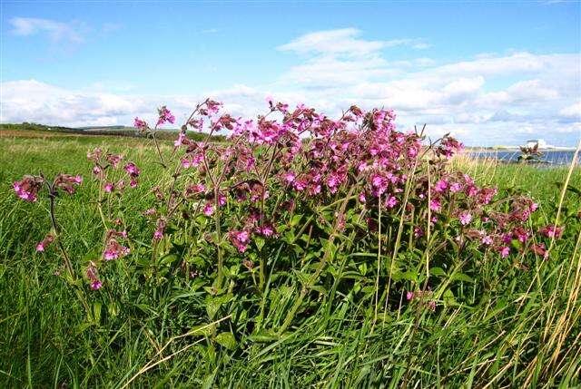 صورة Silene dioica (L.) Clairv.