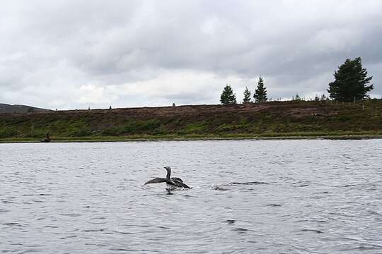 Image of Arctic Loon