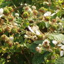 Image of Rubus subgen. Rubus