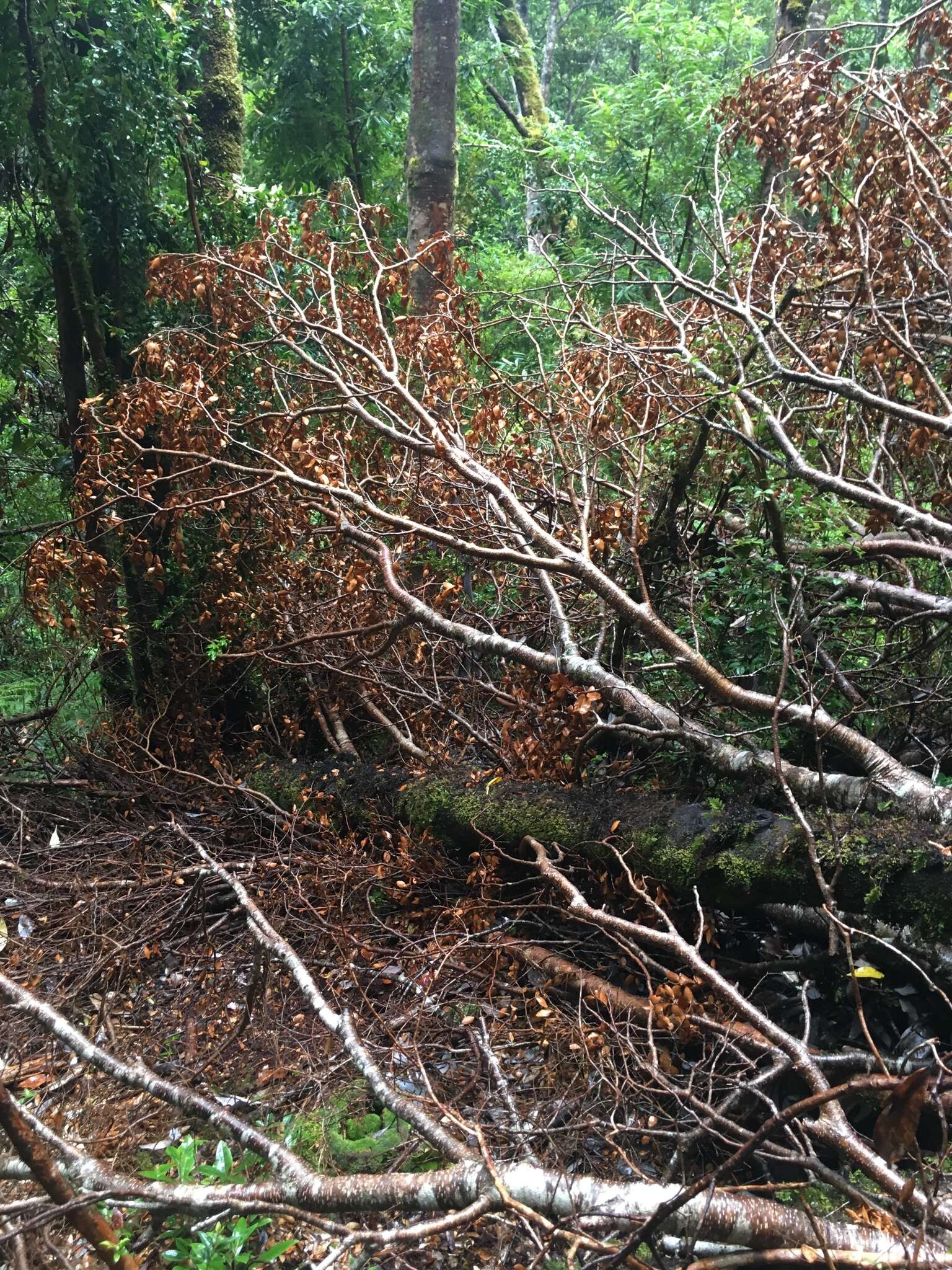 Image of Nothofagus nitida (Phil.) Krasser