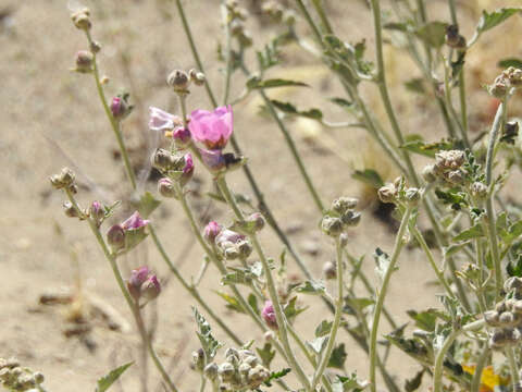 Image of Sphaeralcea mendocina Phil.