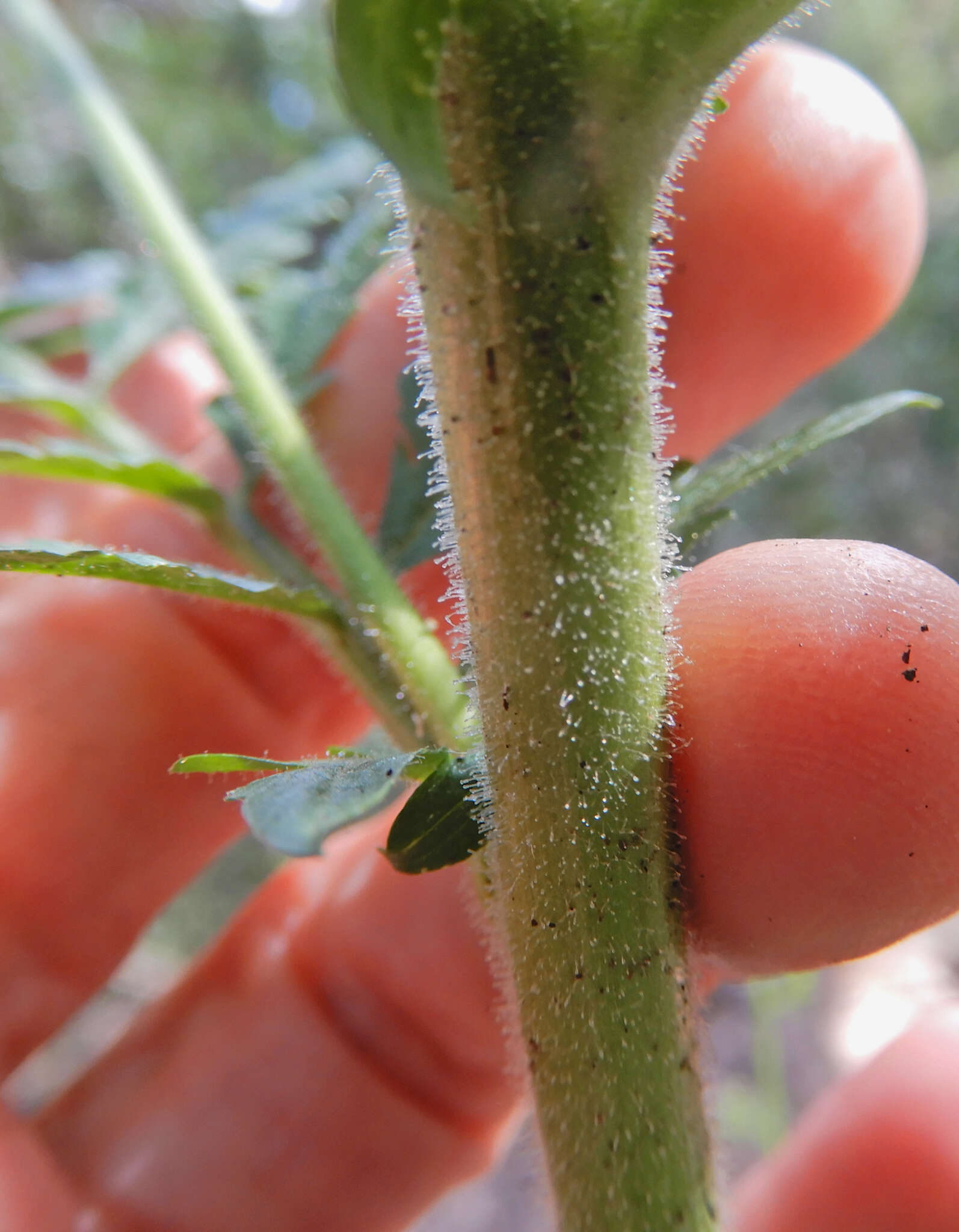 Image of Descurainia incisa (Engelm. ex A. Gray) Britton