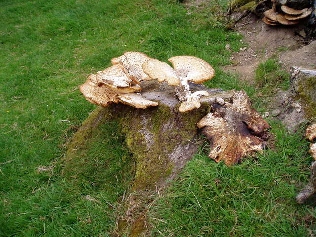 Image of dryad's saddle