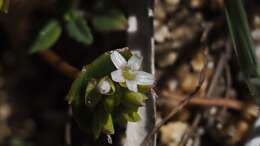 Image de Claytonia parviflora subsp. utahensis (Rydberg) John M. Miller & K. L. Chambers