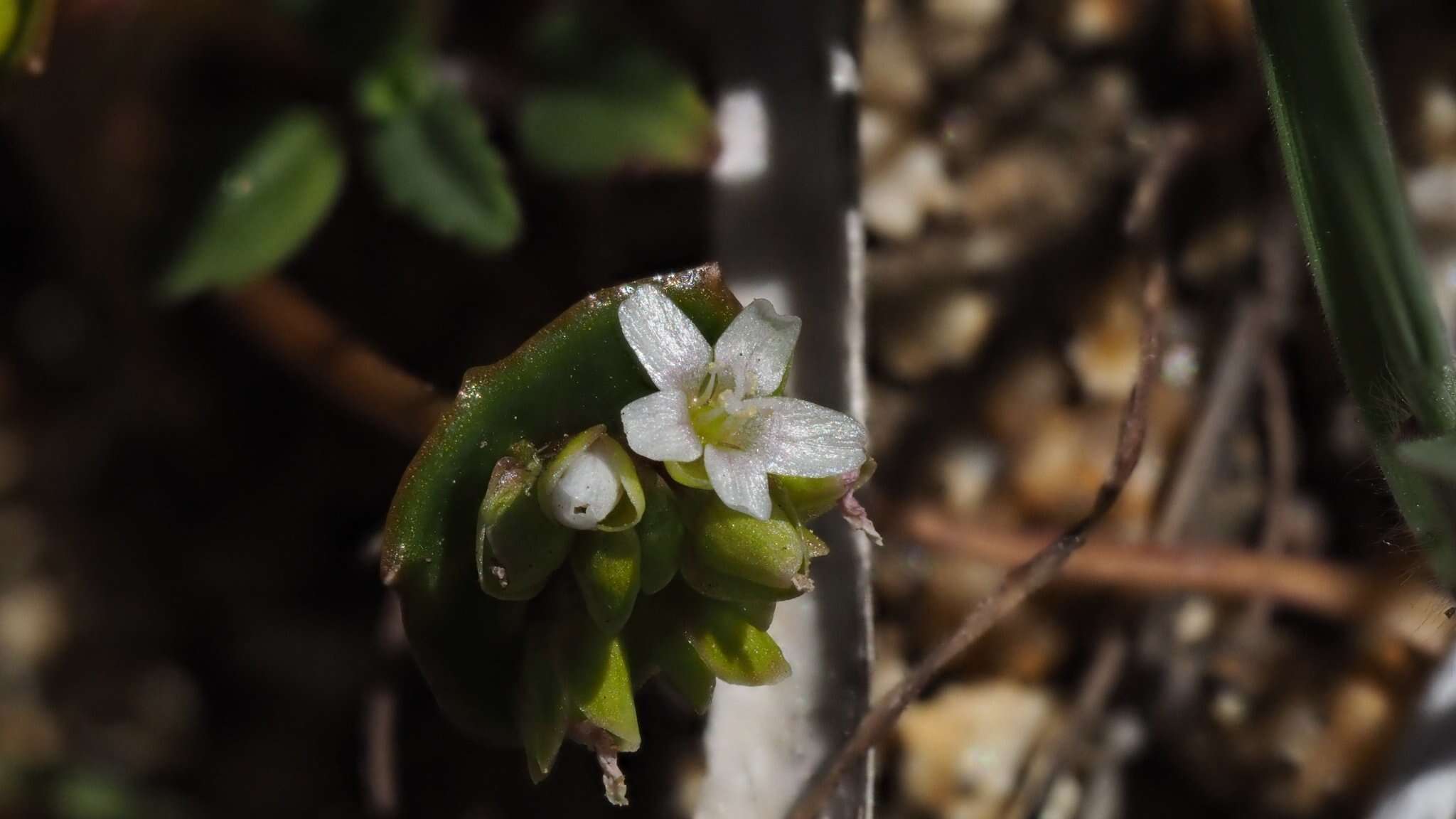 Image de Claytonia parviflora subsp. utahensis (Rydberg) John M. Miller & K. L. Chambers