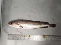 Image of White hake