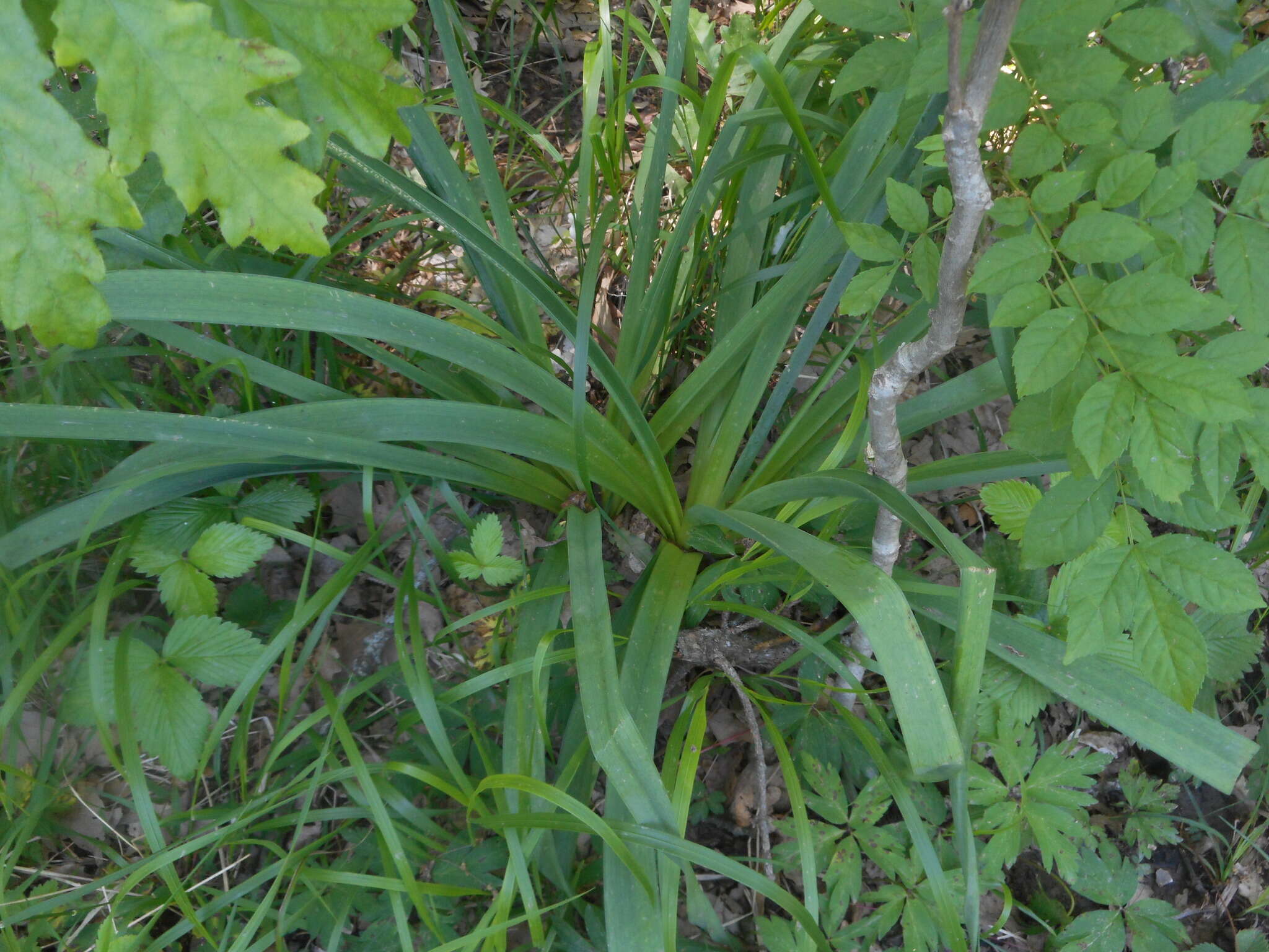 Image of Asphodelus macrocarpus Parl.